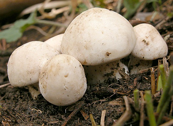 čírovnica májová Calocybe gambosa (Fr.) Donk