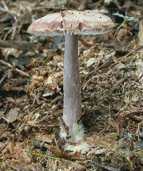 prilbička reďkovková Mycena pura (Pers.) P. Kumm.