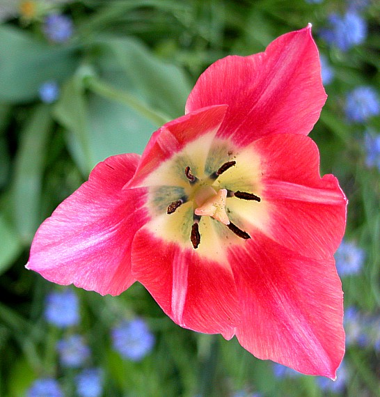 tulipánko..