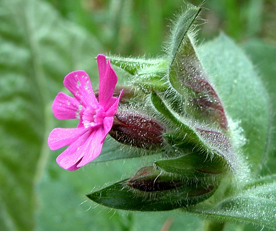 silenka červená Silene dioica (L.) Clairv.