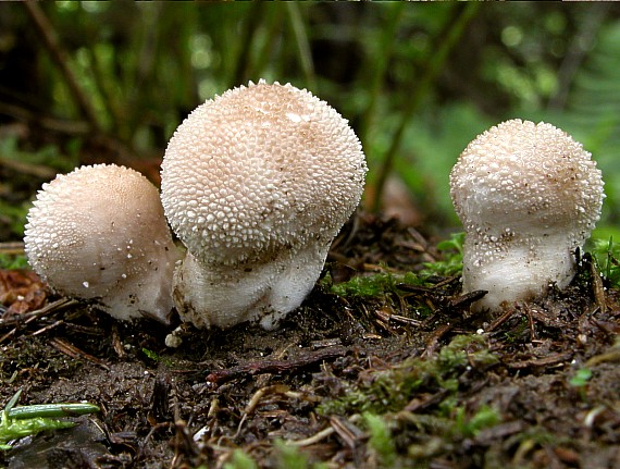 prášnica bradavičnatá Lycoperdon perlatum Pers.