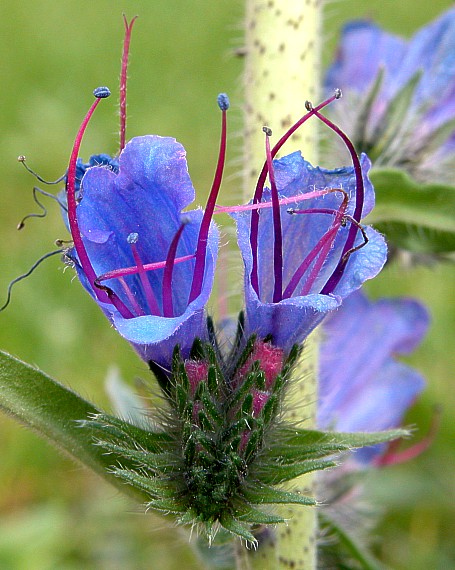 hadinec obyčajný Echium vulgare L.
