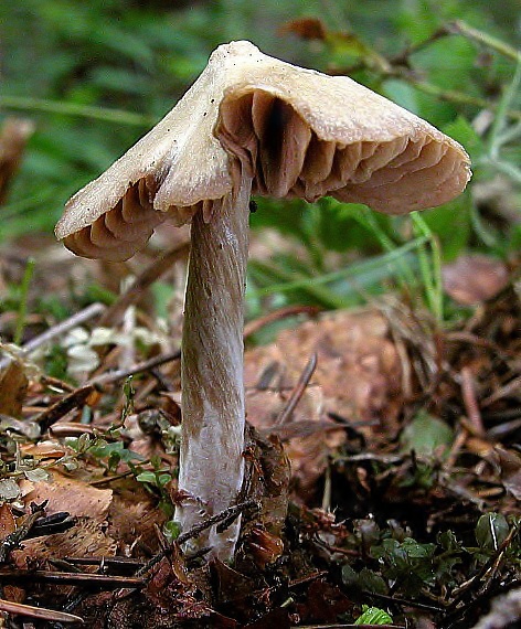 hodvábnica Entoloma sp.