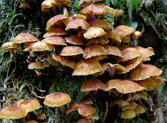 tanečnička zvončekovitá Xeromphalina campanella (Batsch) Maire