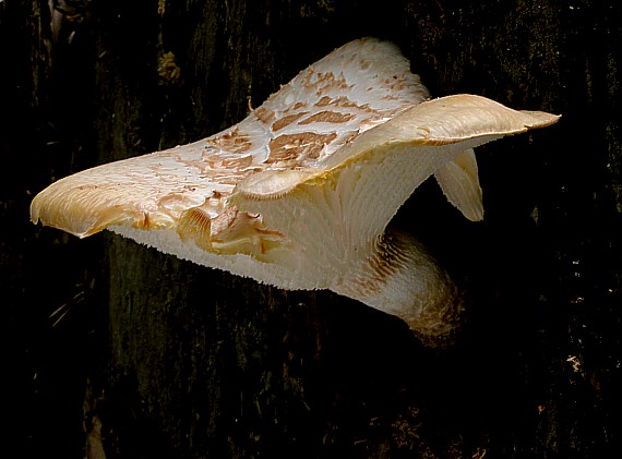 húževnatec Lentinus sp.