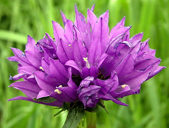 zvonček klbkatý pravý Campanula glomerata subsp. glomerata L.