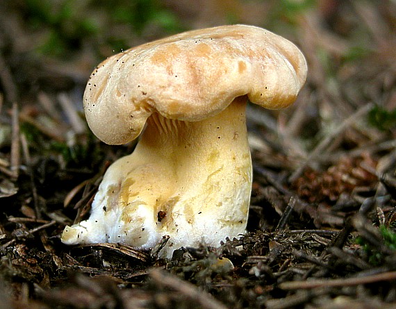 kuriatko Cantharellus sp.