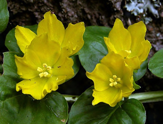 čerkáč peniažtekový Lysimachia nummularia L.