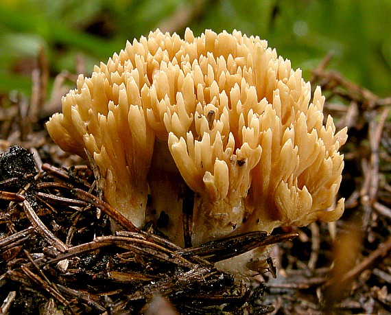strapačka Ramaria sp.