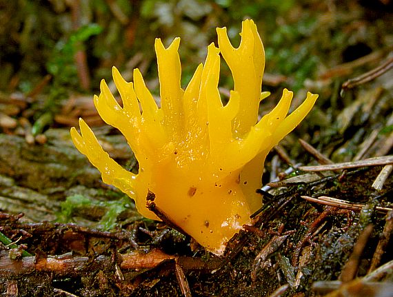 parôžkovec lepkavý Calocera viscosa (Pers.) Fr.