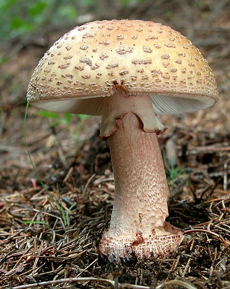 muchotrávka červenkastá Amanita rubescens Pers.