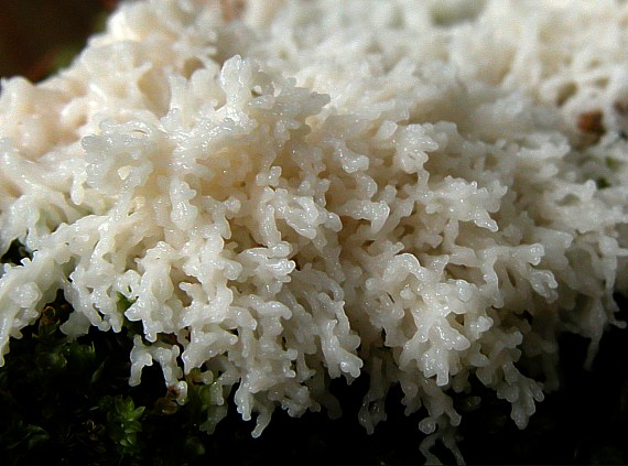 slizovka Myxomycetes