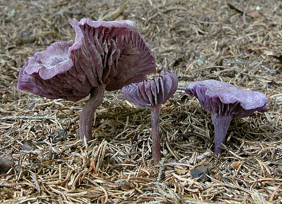 lakovka ametystová Laccaria amethystina (Huds.) Cooke
