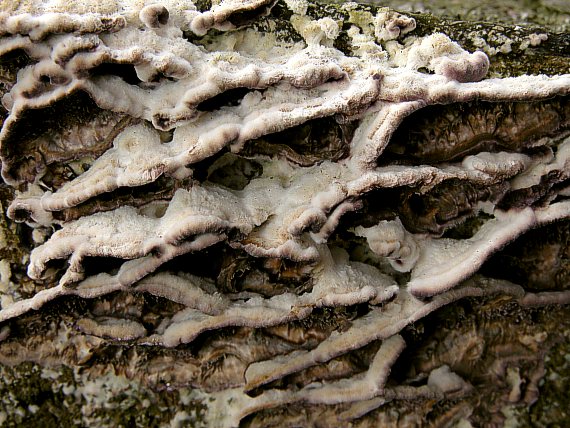 ryhovec jedľový Trichaptum abietinum (Dicks.) Ryvarden