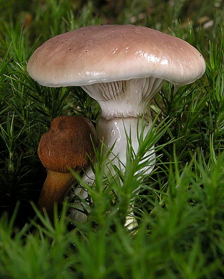 sliziak mazľavý Gomphidius glutinosus (Schaeff.) Fr.