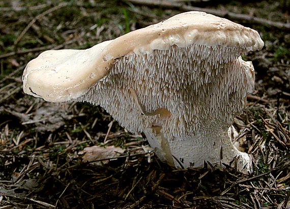 jelenka poprehýbaná Hydnum repandum L.