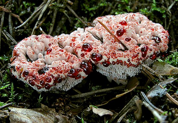 jelenkovka pálčivá Hydnellum peckii Banker