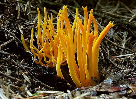 parôžkovec lepkavý Calocera viscosa (Pers.) Fr.