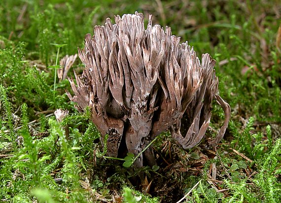 plesňovka smradľavá Thelephora palmata (Scop.) Fr.