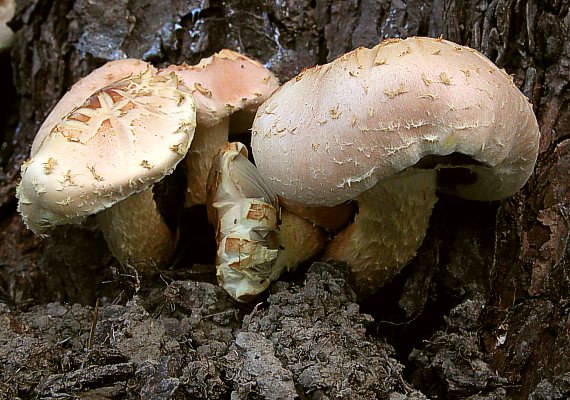 strapcovka tehlovočervená Hypholoma lateritium (Schaeff.) P. Kumm.