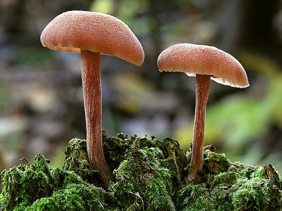 lakovka Laccaria sp