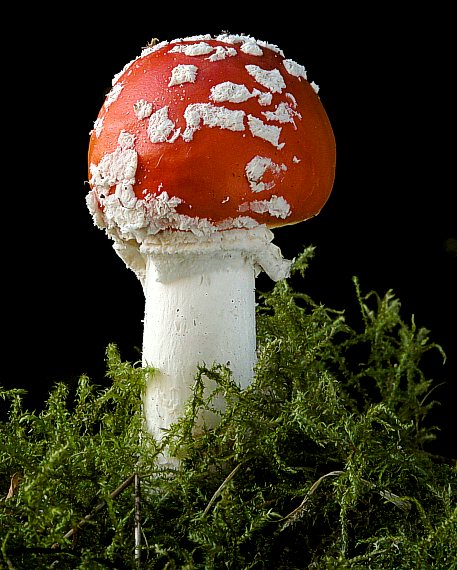muchotrávka červená Amanita muscaria (L.) Lam.