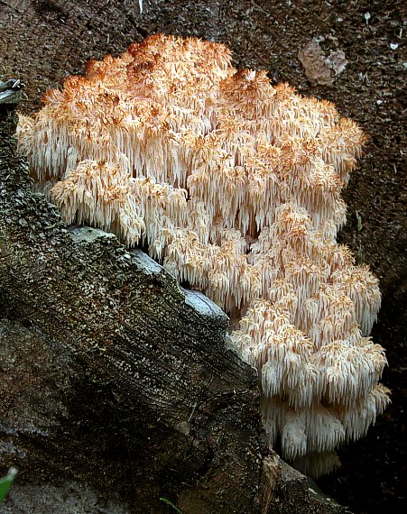 koralovec jedľový Hericium alpestre Pers.