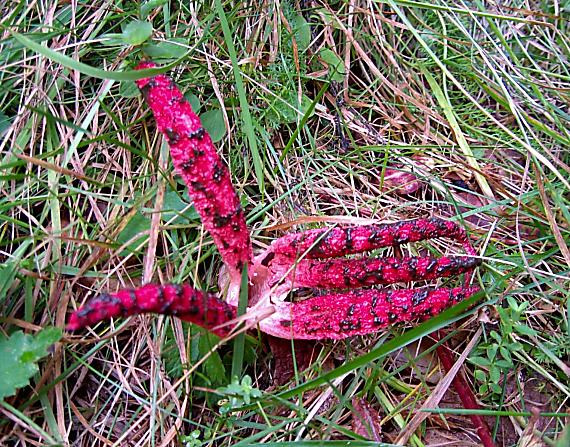 mrežovka kvetovitá Clathrus archeri (Berk.) Dring