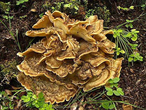 trúdnikovec pestrý Trametes versicolor (L.) Lloyd