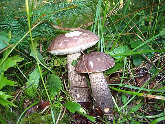 kozák brezový Leccinum scabrum (Bull.) Gray