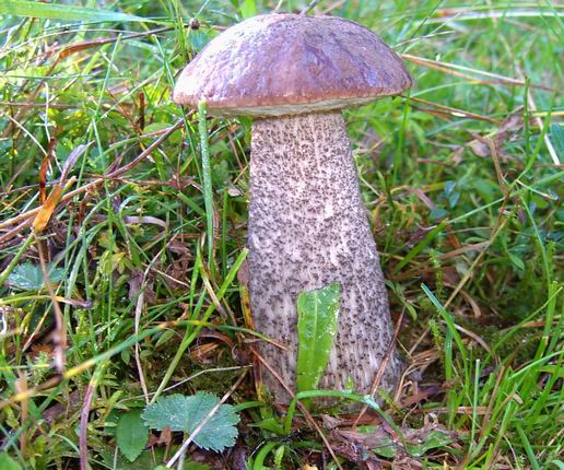 kozák brezový Leccinum scabrum (Bull.) Gray