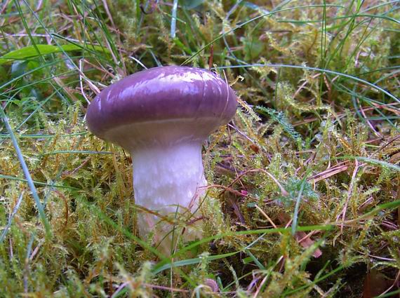 sliziak mazľavý Gomphidius glutinosus (Schaeff.) Fr.