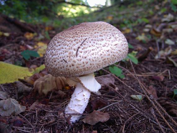 pečiarka obrovská Agaricus augustus Fr.