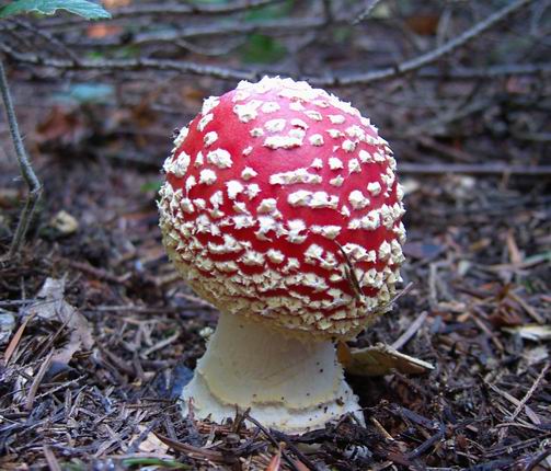 muchotrávka červená Amanita muscaria (L.) Lam.