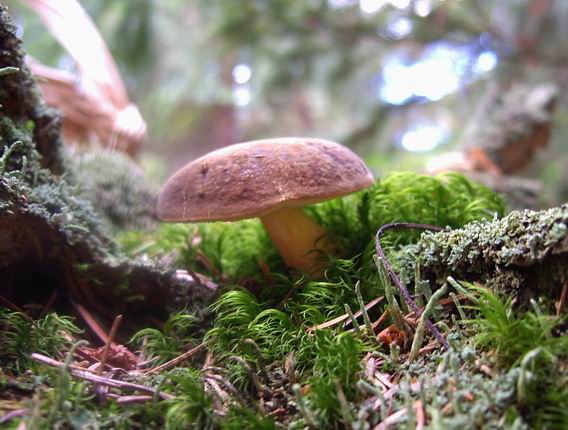 suchohríb zamatový Xerocomellus pruinatus (Fr.) Šutara