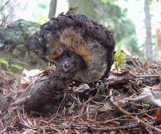 šiškovec šupinatý Strobilomyces strobilaceus (Scop.) Berk.