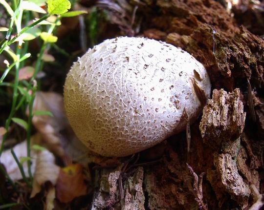 pestrec obyčajný Scleroderma citrinum Pers.