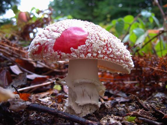 muchotrávka červená Amanita muscaria (L.) Lam.