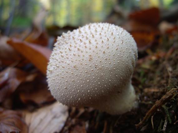 prášnica bradavičnatá Lycoperdon perlatum Pers.