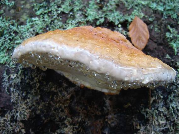 práchnovček pásikavý Fomitopsis pinicola (Sw.) P. Karst.