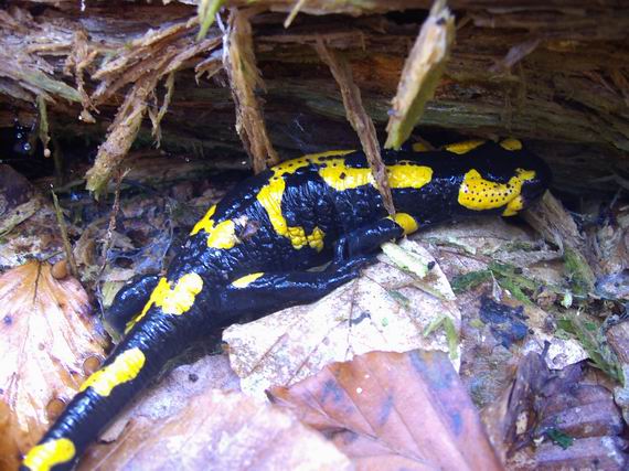 salamandra škvrnitá Salamandra salamandra
