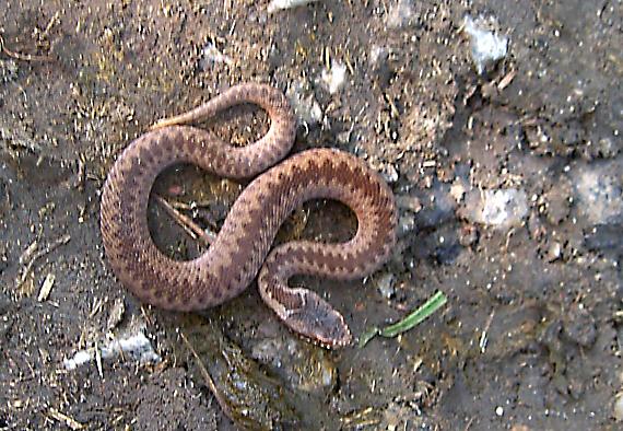 vretenica severná Vipera berus