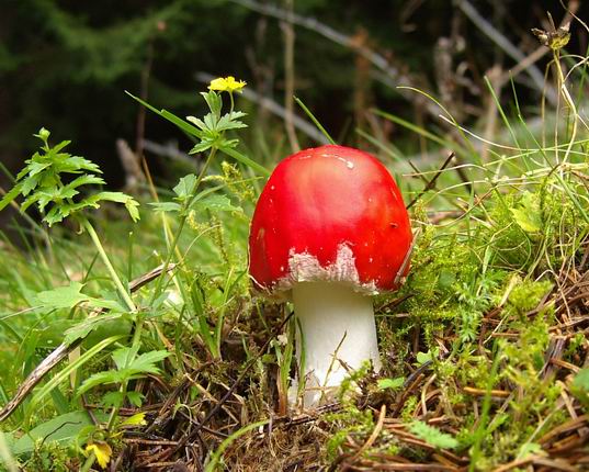 muchotrávka červená Amanita muscaria (L.) Lam.