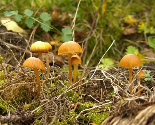 kapucňovka Galerina sp.