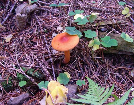 rýdzik Lactarius sp.