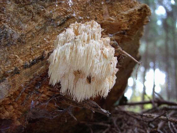 koralovec jedľový Hericium alpestre Pers.