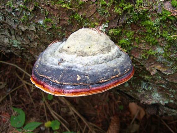 práchnovček pásikavý Fomitopsis pinicola (Sw.) P. Karst.