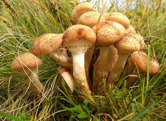 podpňovka tmavá Armillaria ostoyae (Romagn.) Herink