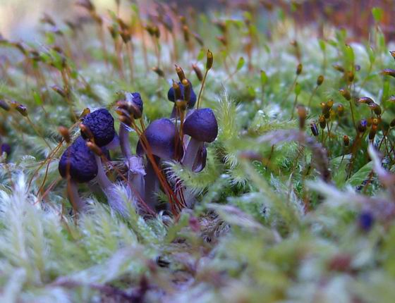 prilbička Mycena sp.