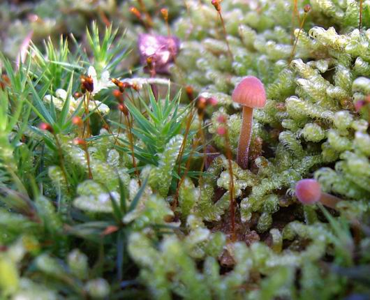 prilbička Mycena sp.